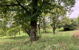 Eladó Telek