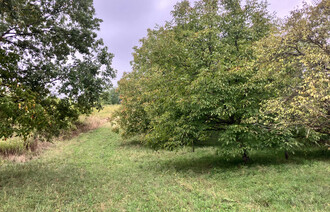Eladó Telek