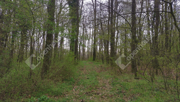 45. kép | Eladó Nyaraló, Homokkomárom (#175260)
