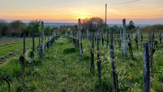 19. kép | Eladó Nyaraló, Nagykanizsa (#181407)