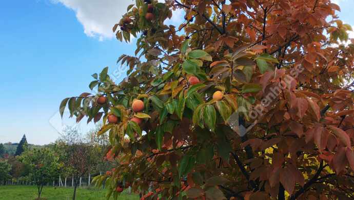 54. kép | Eladó Nyaraló, Nagykanizsa (#177970)