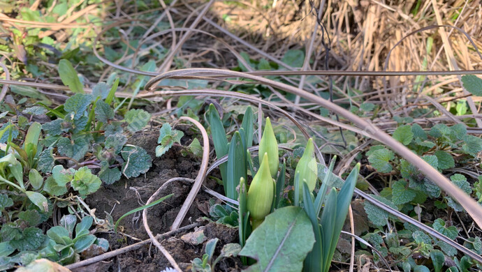 102. kép | Eladó Nyaraló, Homokkomárom (#179898)