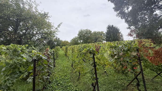 11. kép | Eladó Zárt kert, Zalaegerszeg (#177101)