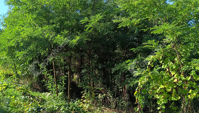 12. kép | Eladó Családi ház, Újudvar (#178058)