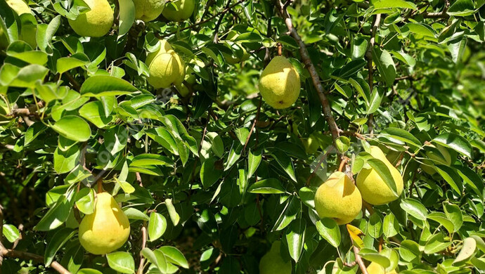 8. kép | Eladó Zárt kert, Lenti (#179558)