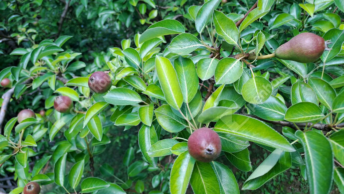 16. kép | Eladó Zárt kert, Lenti (#179558)