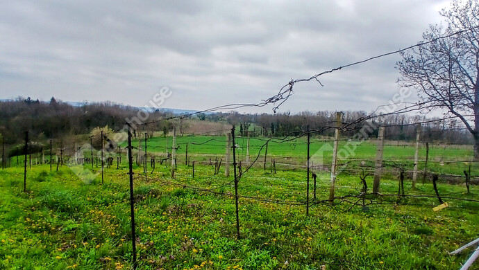 7. kép | Eladó Zárt kert, Nagypáli (#181046)