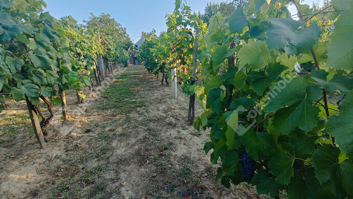 24. kép | Eladó Családi ház, Marcali (#177837)