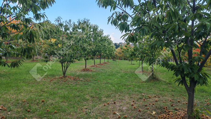 41. kép | Eladó Nyaraló, Nagykanizsa (#177970)