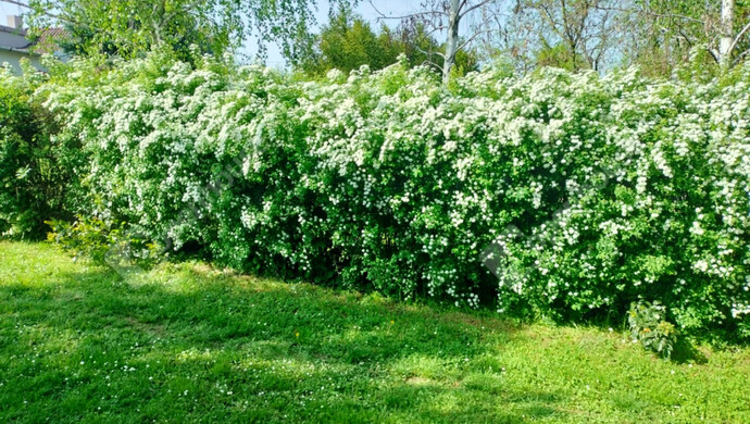 9. kép | Eladó Családi ház, Siófok (#179034)