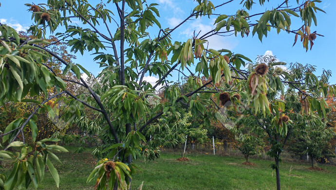 44. kép | Eladó Nyaraló, Nagykanizsa (#177970)