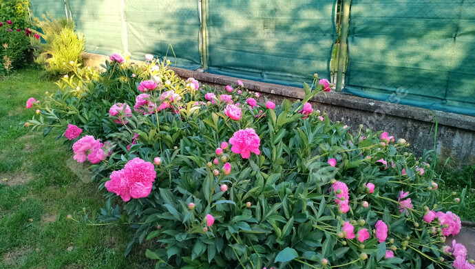 11. kép | Eladó Családi ház, Marcaltő (#177218)