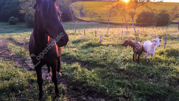 6. kép | Eladó Telek, Hagyárosbörönd (#179152)