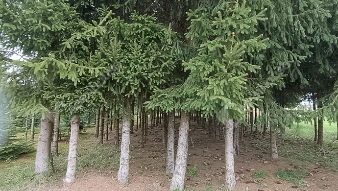 43. kép | Eladó Családi ház, Nagykanizsa (#181326)