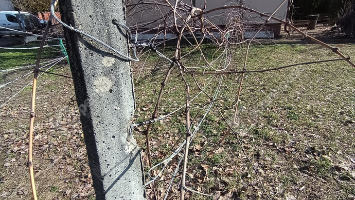 17. kép | szőlő | Eladó Nyaraló, Szeged (#179659)