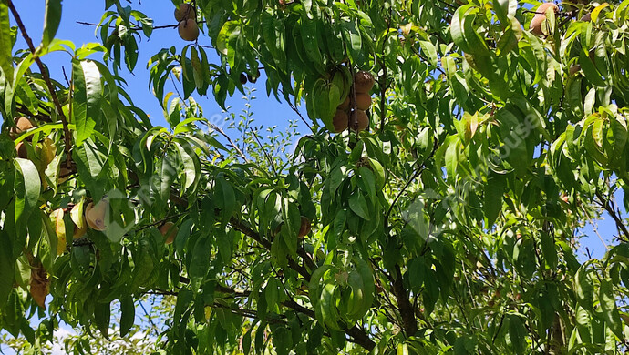 57. kép | Eladó Nyaraló, Szepetnek (#176202)