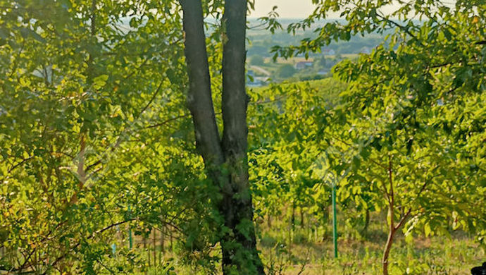 26. kép | Eladó Kúria, Somlószőlős (#150789)