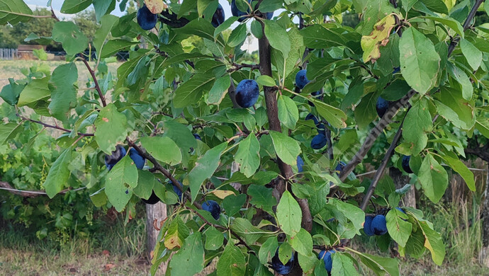 15. kép | Eladó Családi ház, Siófok (#179034)