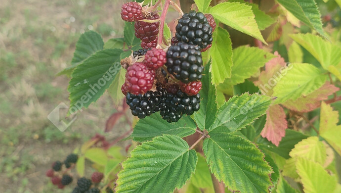 20. kép | Eladó Családi ház, Siófok (#179034)