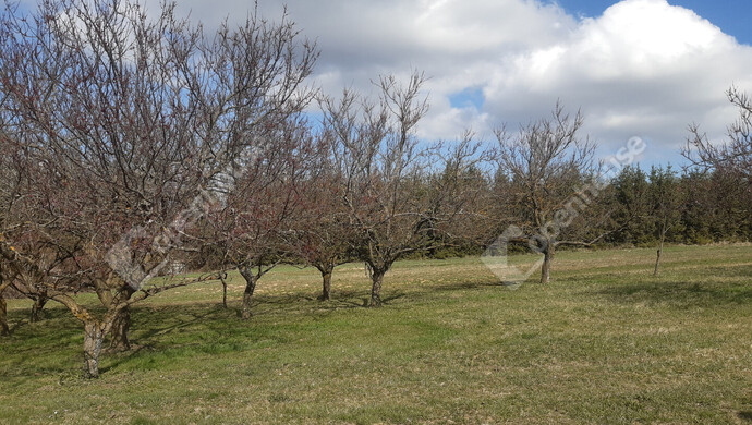 3. kép | Eladó Zárt kert, Sand (#180348)