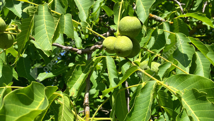 27. kép | Eladó Zárt kert, Bőny (#180133)