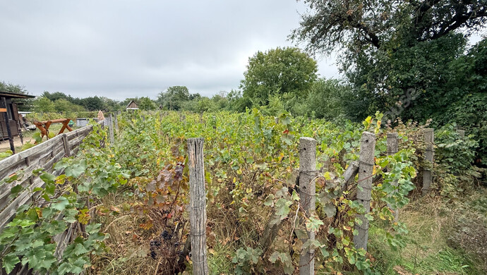 2. kép | Eladó Telek, Monor (#177276)