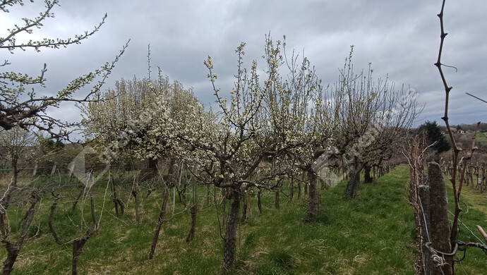 23. kép | Eladó Családi ház, Nagykanizsa (#180983)