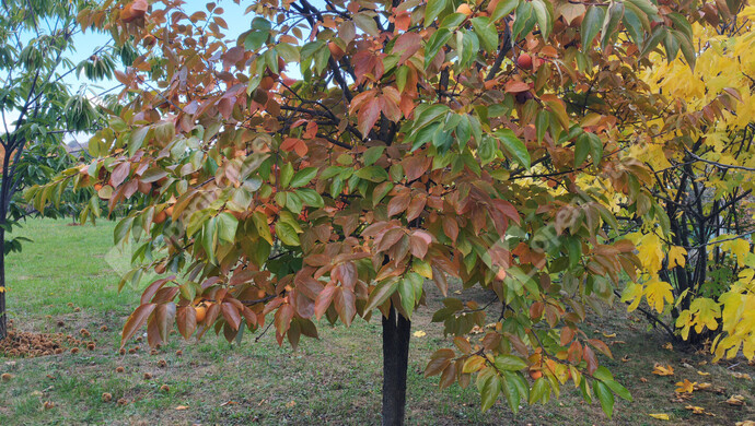 46. kép | Eladó Nyaraló, Nagykanizsa (#177970)