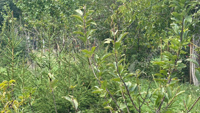 19. kép | Eladó Telek, Kustánszeg (#176957)