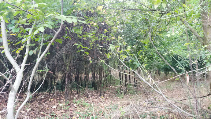 9. kép | Eladó Telek, Öreglak (#179289)