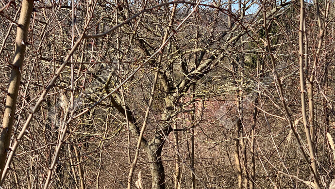 29. kép | Eladó Nyaraló, Homokkomárom (#179898)