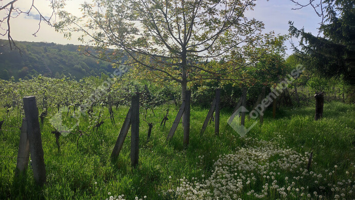 37. kép | Eladó Nyaraló, Homokkomárom (#174607)