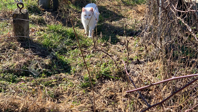 34. kép | Eladó Nyaraló, Homokkomárom (#179898)