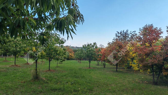 43. kép | Eladó Nyaraló, Nagykanizsa (#177970)