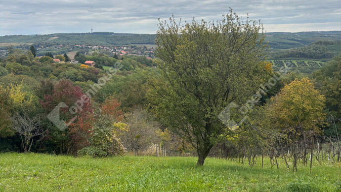 7. kép | Eladó Zárt kert, Milejszeg (#177563)