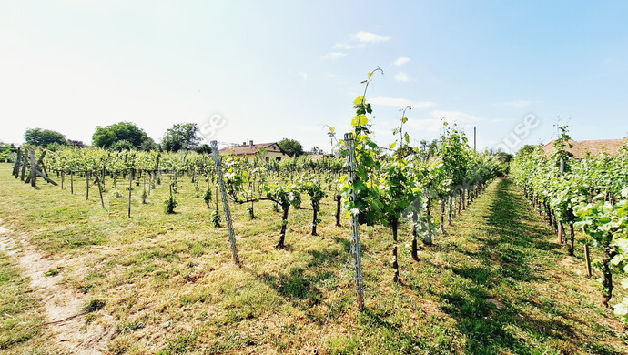 25. kép | Eladó Családi ház, Marcali (#177772)