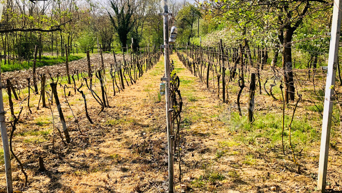 17. kép | Eladó Nyaraló, Murakeresztúr (#181161)