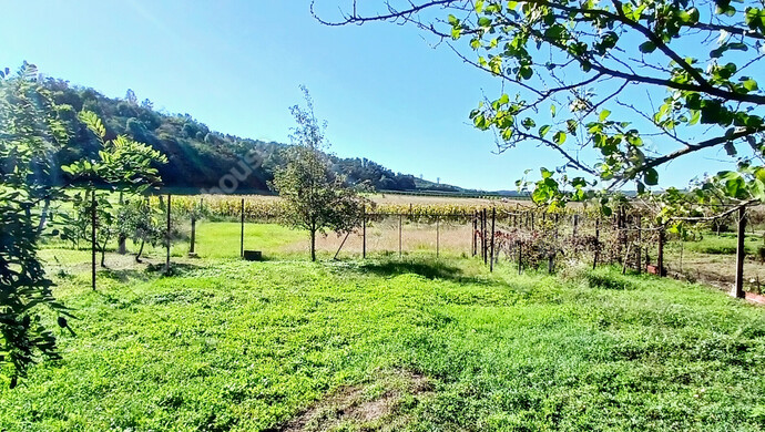 39. kép | Eladó Családi ház, Vasboldogasszony (#177108)