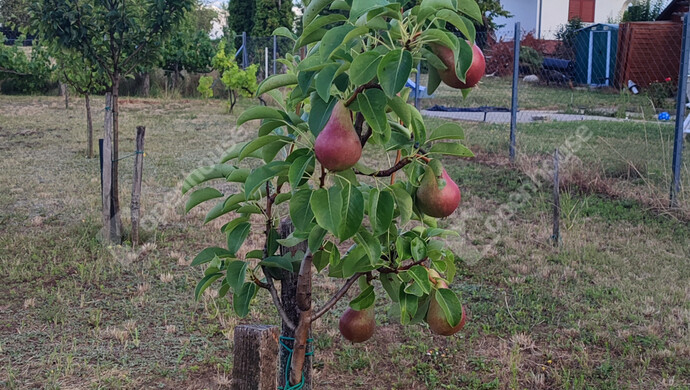 16. kép | Eladó Családi ház, Siófok (#179034)