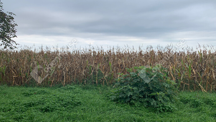 7. kép | Eladó Telek, Rábahídvég (#177309)
