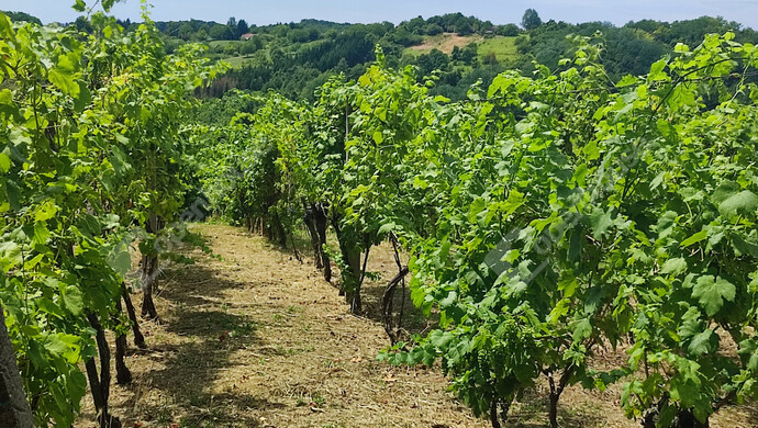 14. kép | Eladó Nyaraló, Homokkomárom (#174607)