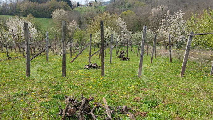 5. kép | Eladó Pince, Boncodfölde (#181048)