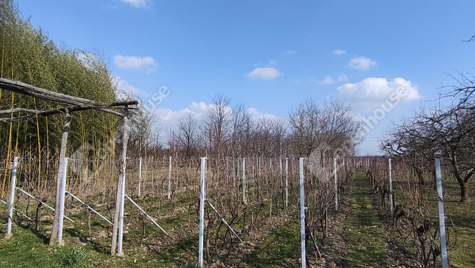 4. kép | Eladó Családi ház, Belezna (#180294)