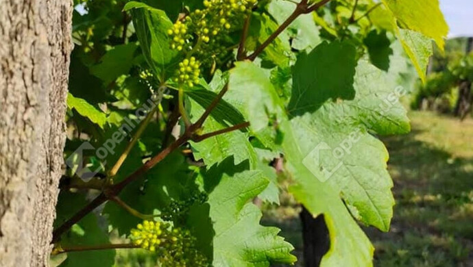 6. kép | Eladó Telek, Kőröshegy (#176631)