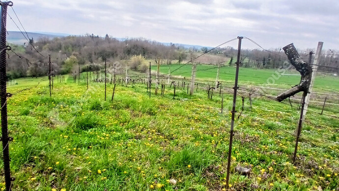 9. kép | Eladó Zárt kert, Nagypáli (#181046)