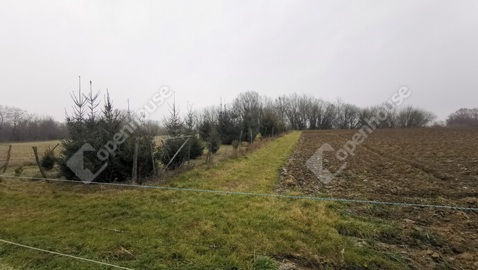 12. kép | Eladó Mezőgazdasági, Sármellék (#175513)