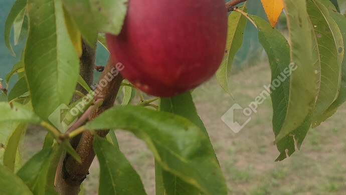 17. kép | Eladó Családi ház, Siófok (#179034)