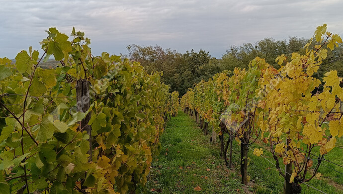 12. kép | Eladó Családi ház, Letenye (#178074)