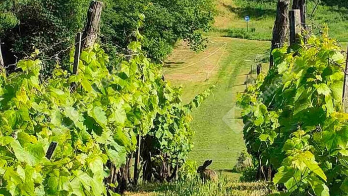 3. kép | Eladó Telek, Kőröshegy (#176631)