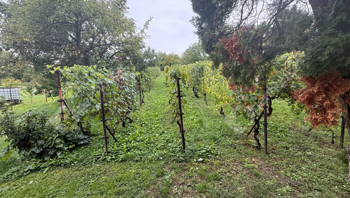 37. kép | Eladó Zárt kert, Zalaegerszeg (#177101)